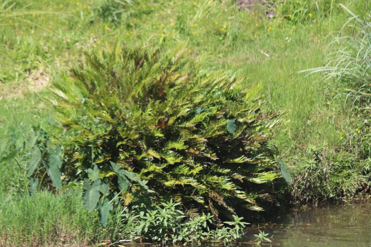 Plenasium angustifolium  (Ching) A.E.Bobrov